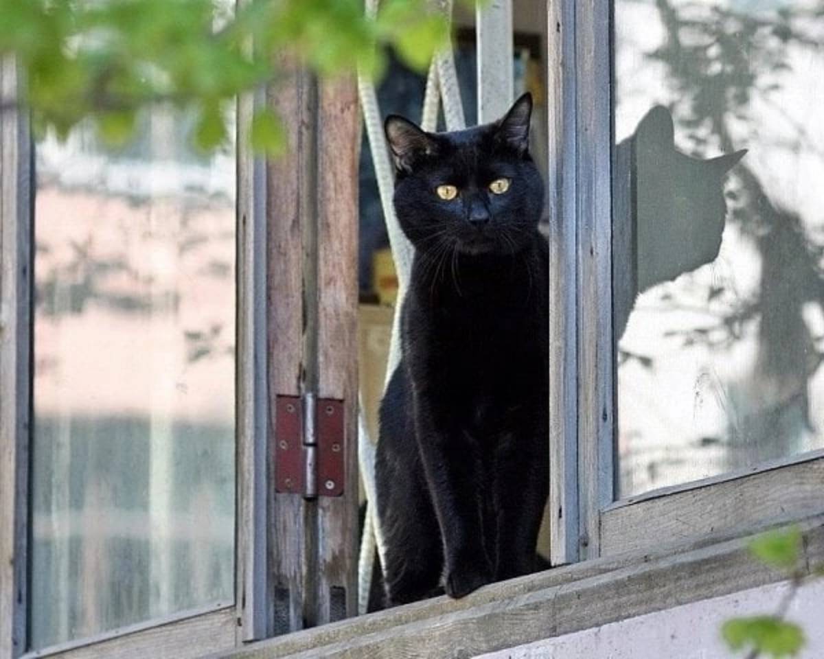 Кот на карнизе. Кошка на окне. Черный кот на окне. Кошки на окошке. Коты в окне.