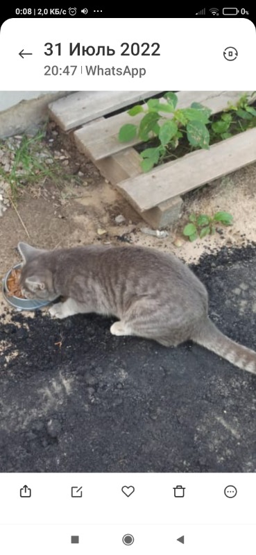 найден кот калуга. потеряшки калуга. найден кот калуга малинники. найден кот калуга. потеряшки калуга.